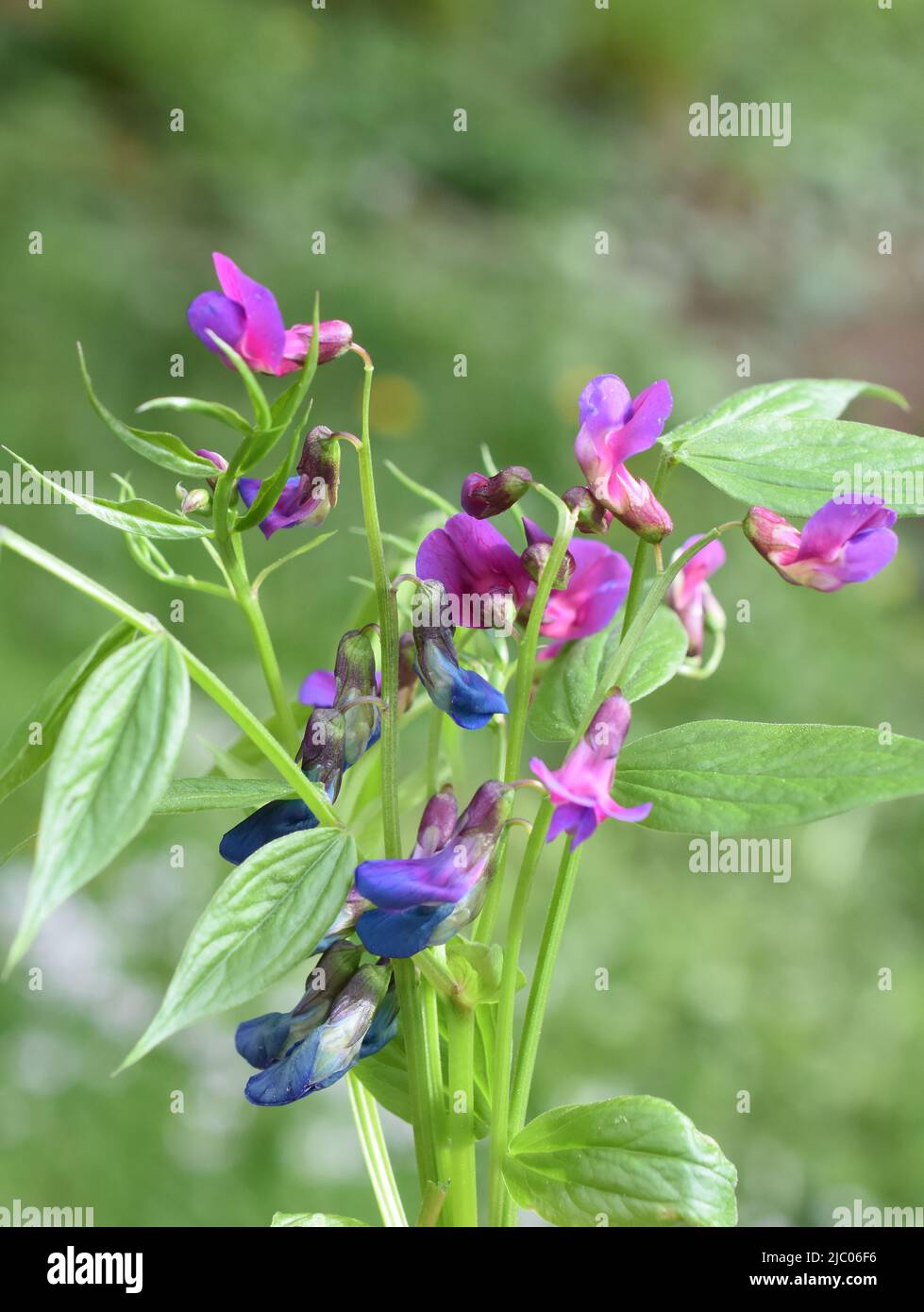 Fleurs bleues et violettes sur une plante de pois de printemps de Lathyrus vernus Banque D'Images