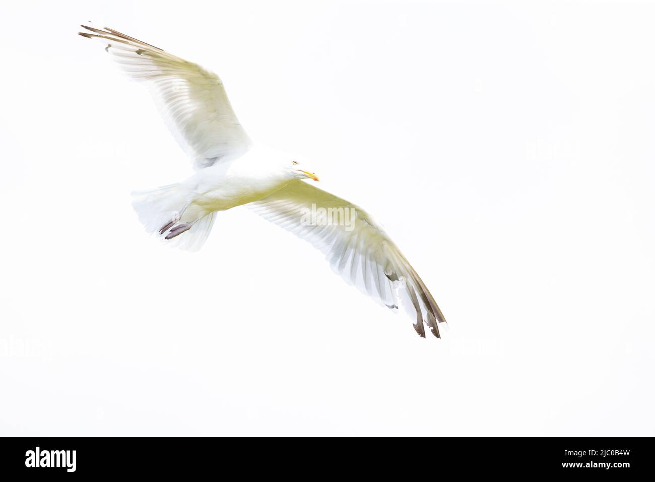 Le Goéland argenté américain (Larus smithsonianus) en vol dans un port Banque D'Images