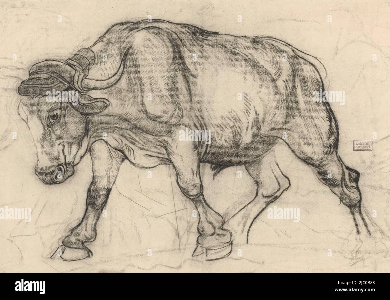 A draft ox, rapporteur pour avis: Pieter Dupont, 1880 - 1911, papier, h 391 mm × l 555 mm Banque D'Images