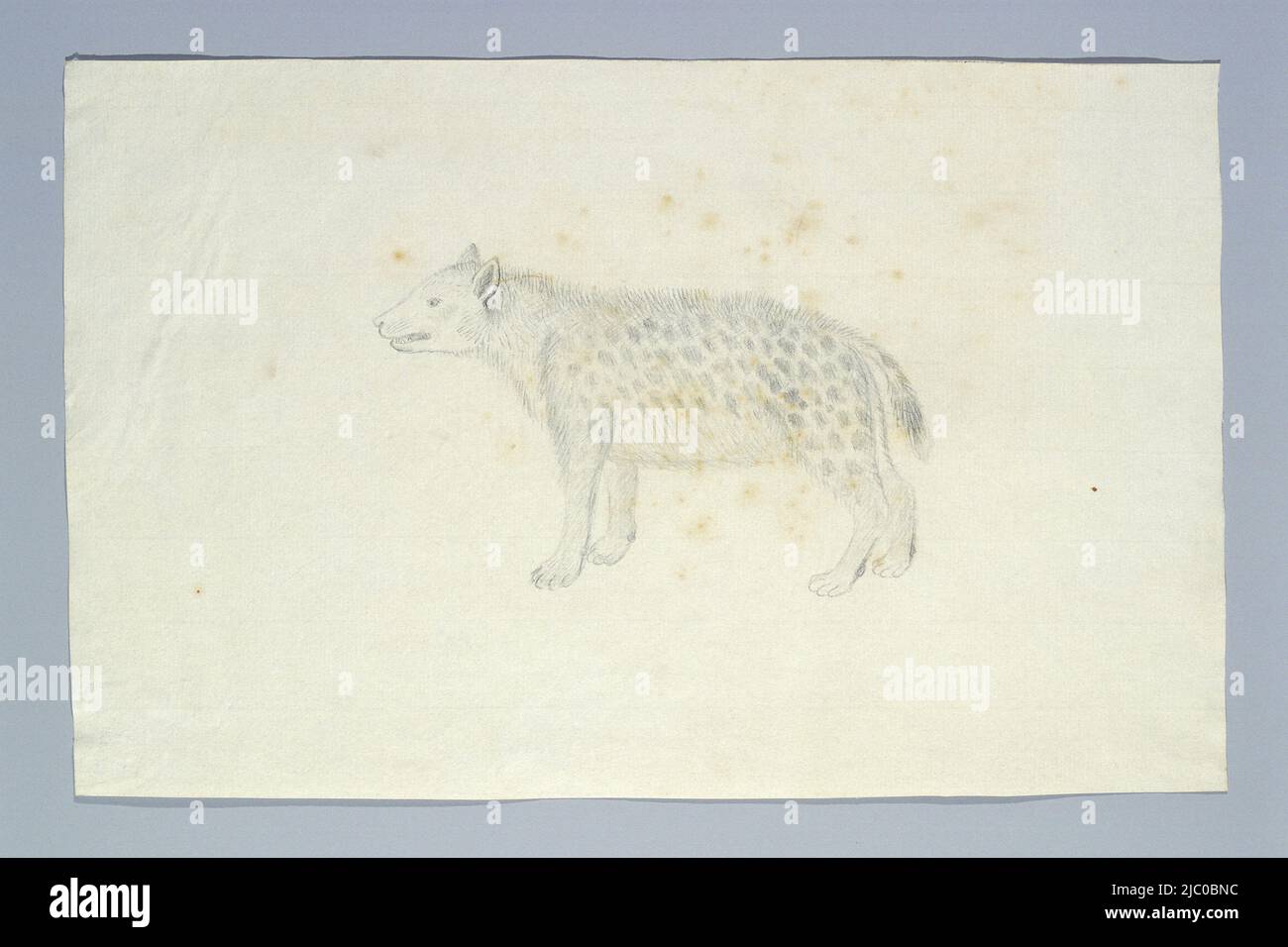 Crocuta crocuta (Hyena tachetée), dessinateur: Robert Jacob Gordon, Jul-1777 - août-1777, papier, h 660 mm × l 480 mm, h 233 mm × l 367 mm Banque D'Images