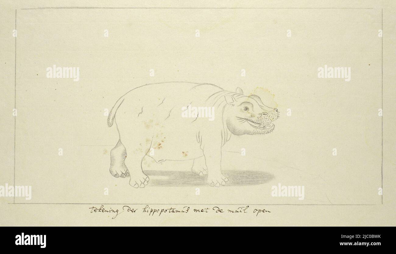 Hippopotame amphibius (Hippopotamus), rapporteur pour avis: Robert Jacob Gordon, c. 1778 - 1779, papier, stylo, h 660 mm × l 480 mm, h 240 mm × l 381 mm, h 181 mm × l 342 mm Banque D'Images