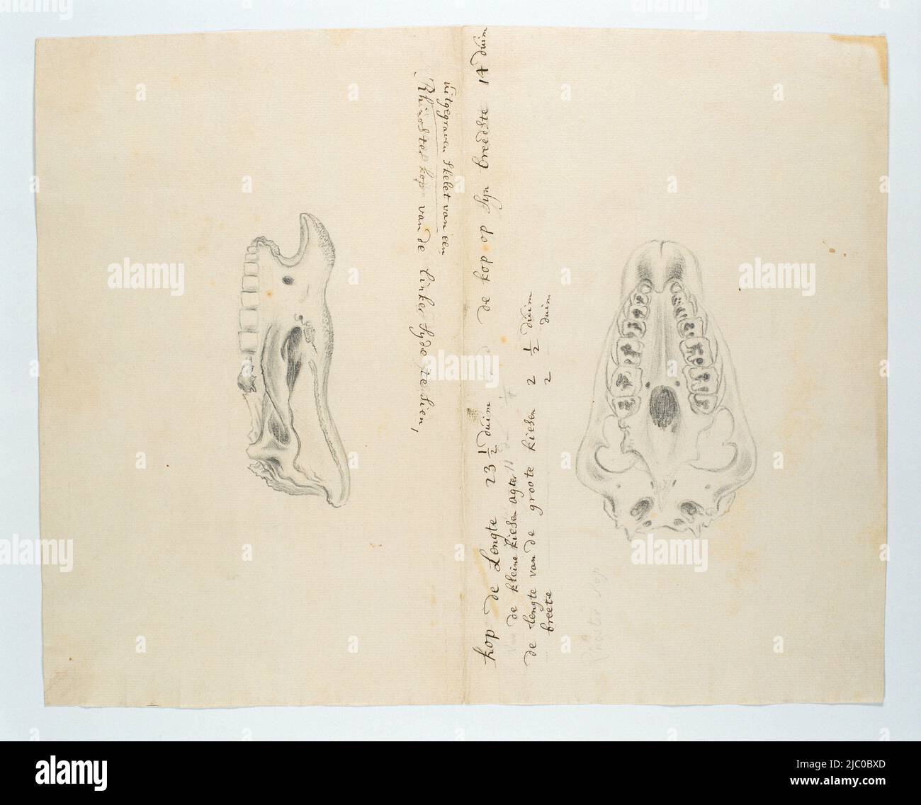 Diceros bicornis (Rhinoceros), squelette, dessinateur: Robert Jacob Gordon, in or after 2-Nov-1778, papier, pinceau, stylo, h 660 mm × l 480 mm, h 388 mm × l 310 mm Banque D'Images