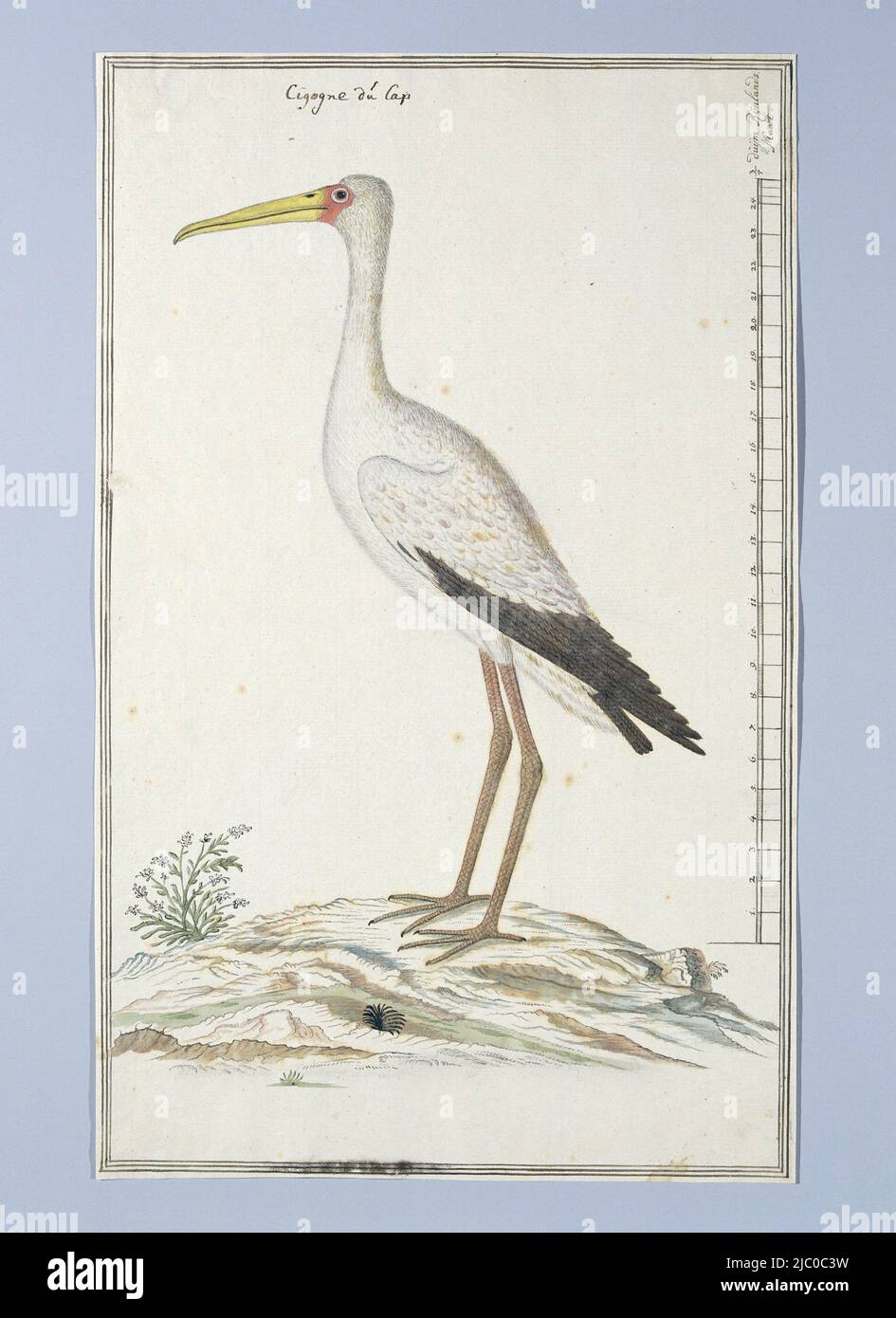 Étude d'oiseaux : Nimmerzat (Mycteria ibis), avec échelle en Rhénanie, Mycteria ibis (Yellow-Bet Stork ou Wood Stork), dessinateur : Robert Jacob Gordon, c. 8-nov-1778, papier, stylo, brosse, h 660 mm × l 480 mm, h 410 mm × l 254 mm Banque D'Images