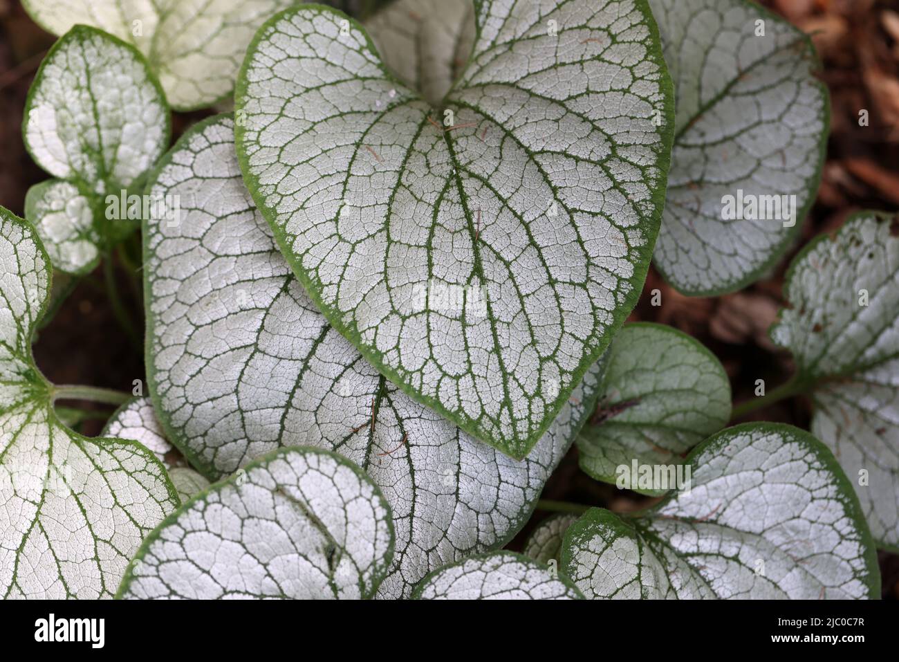 Heartleaf brunnera, bugloss sibérien, Brunnera macrophylla Jack Frost dans le jardin Banque D'Images