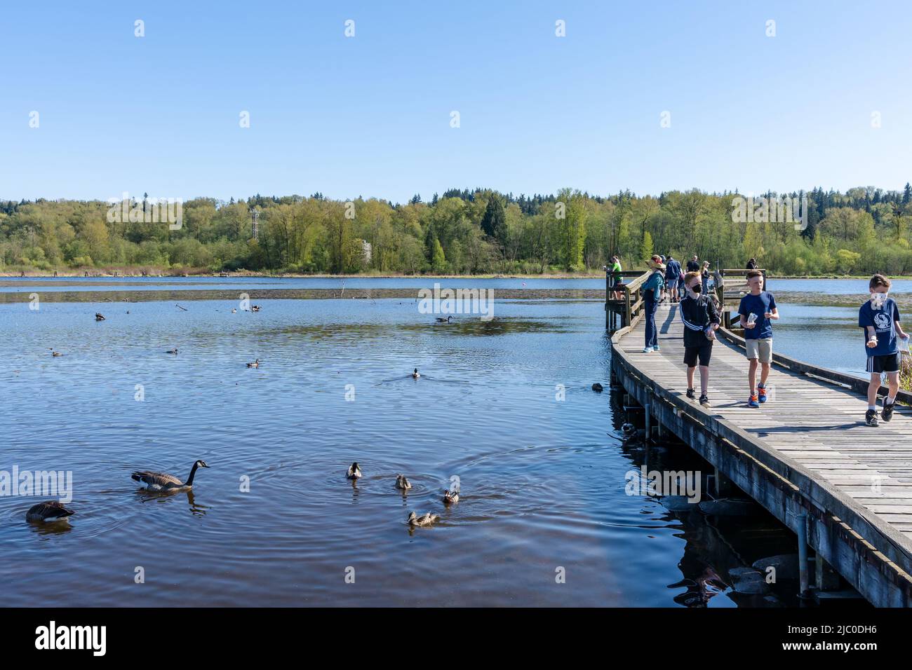 Parc régional de Burnaby Lake. Burnaby, Colombie-Britannique, Canada. Banque D'Images