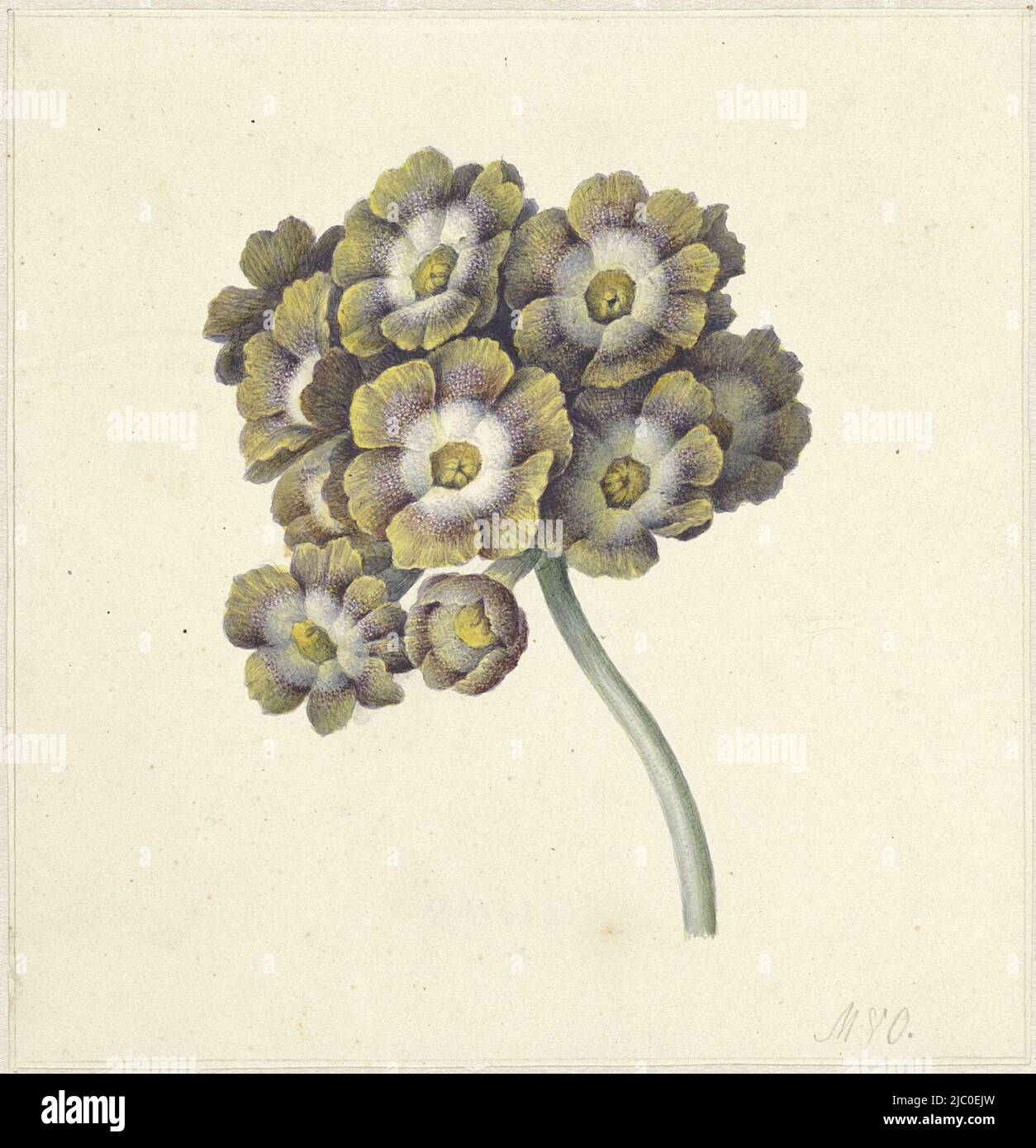Étude florale, dessinateur: Maria Margaretha van OS, 1790 - 1862, papier, pinceau, h 159 mm × l 155 mm Banque D'Images