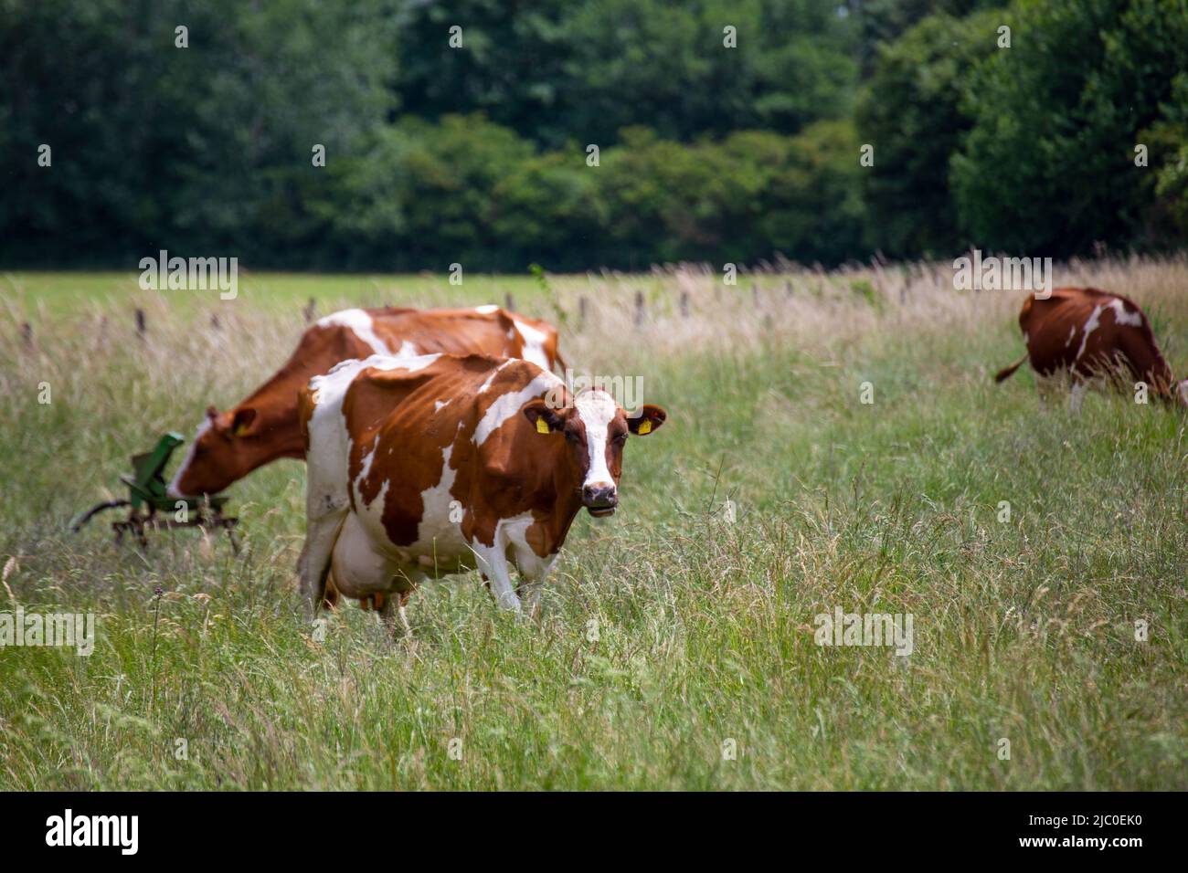 Vaches laitières (Simmental) en pâturage dans la région du Palatinat, en Allemagne Banque D'Images