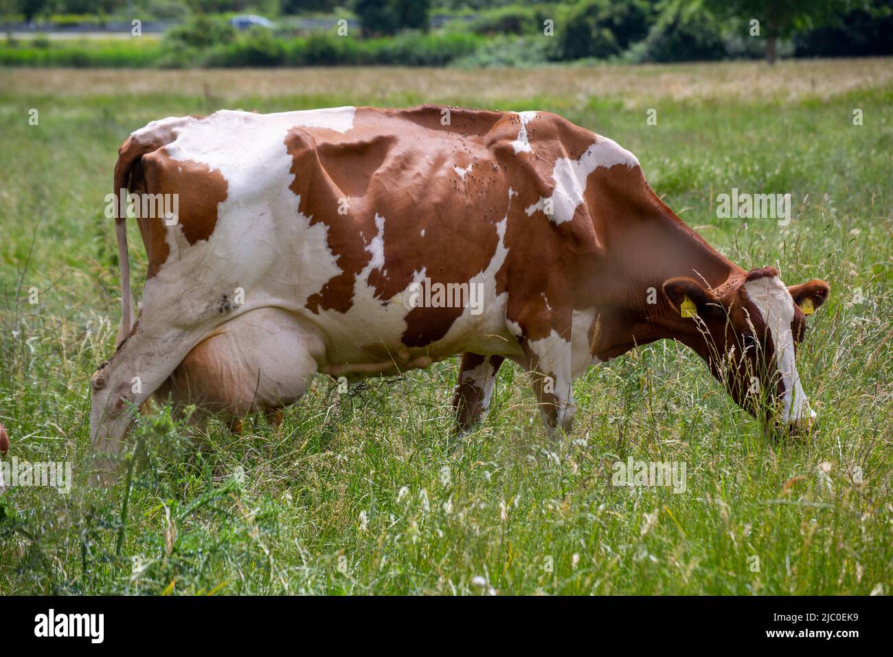 Vaches laitières (Simmental) en pâturage dans la région du Palatinat, en Allemagne Banque D'Images