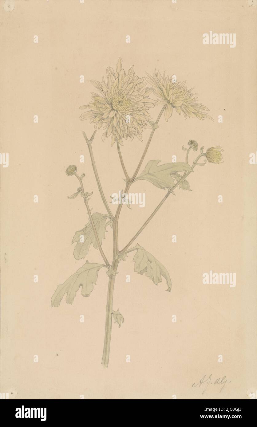Chrysanthème blanc, dessinateur: Julie de Graag, 1887 - 1924, papier, pinceau, h 353 mm × l 226 mm Banque D'Images
