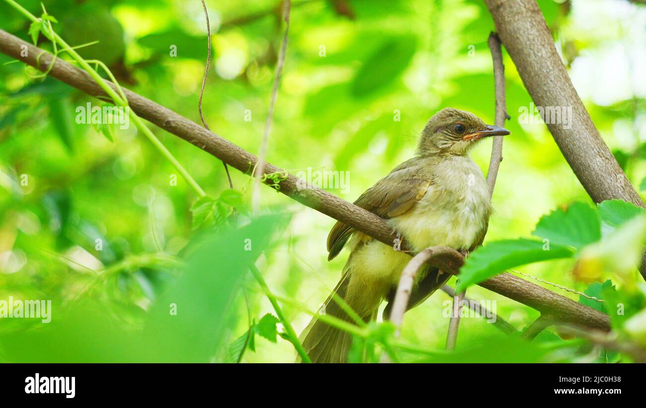 Oiseau de Bulbul (Pycnonotus blanfordi) à oreilles striées sur un arbre avec des feuilles vertes naturelles en arrière-plan Banque D'Images