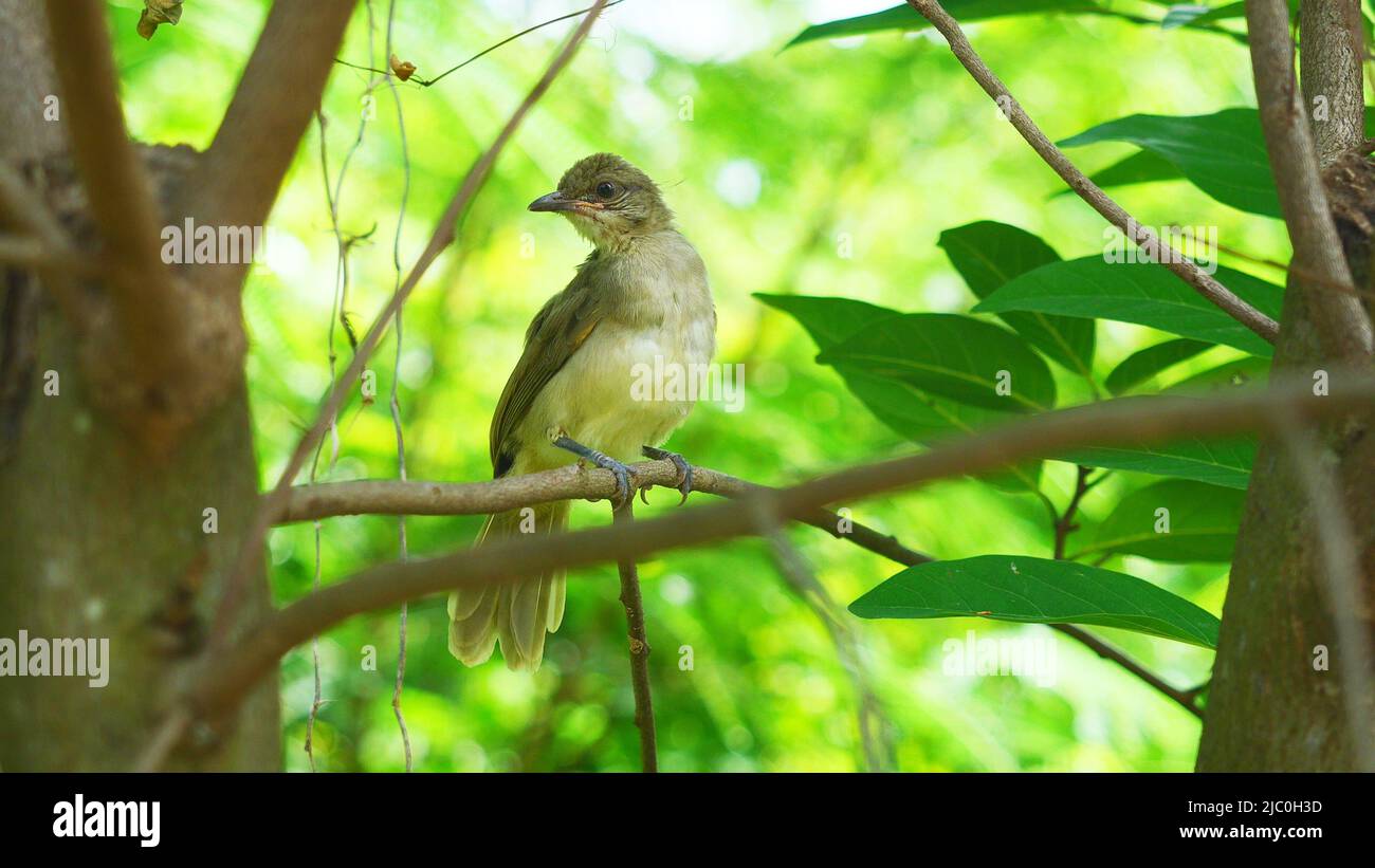 Oiseau de Bulbul (Pycnonotus blanfordi) à oreilles striées sur un arbre avec des feuilles vertes naturelles en arrière-plan Banque D'Images