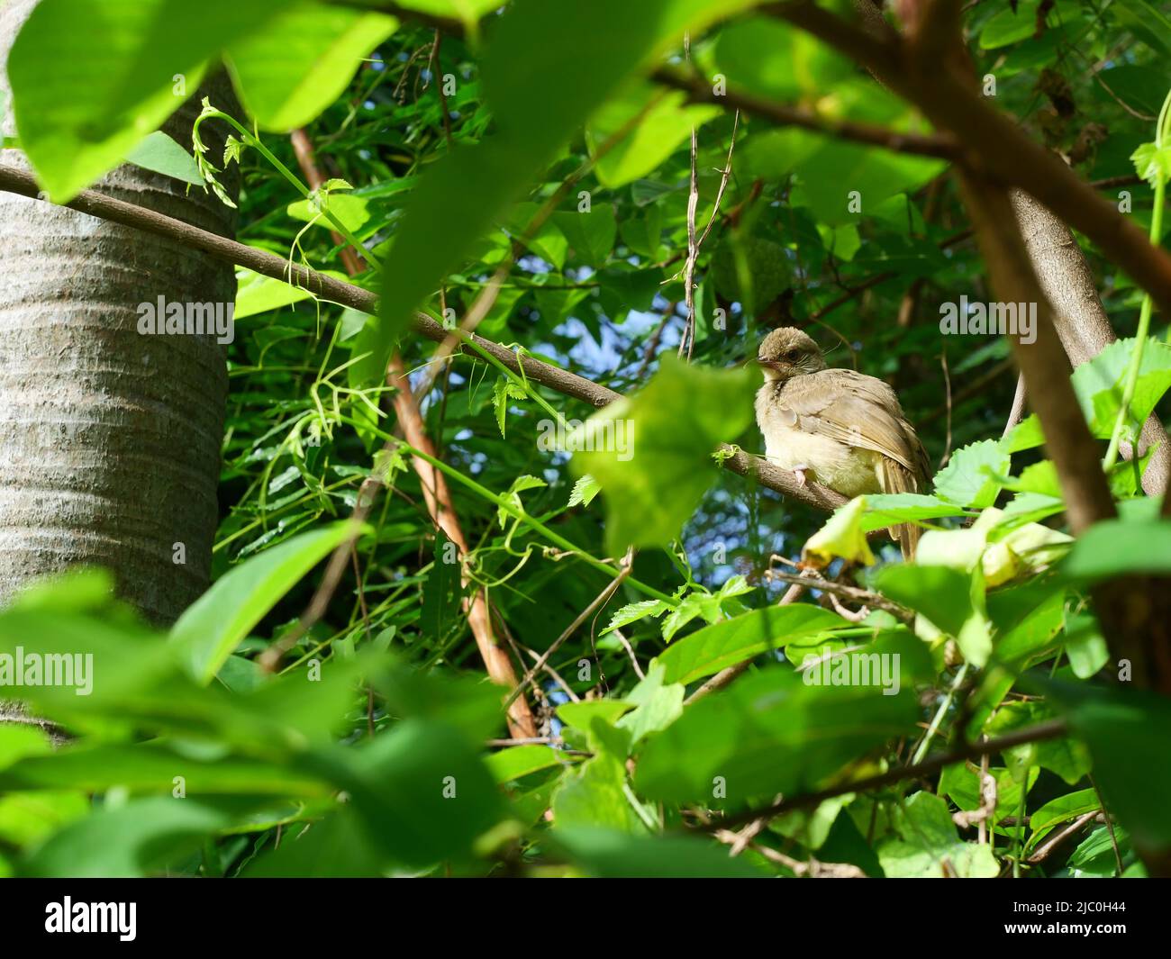 Oiseau de Bulbul (Pycnonotus blanfordi) à oreilles striées sur un arbre avec des feuilles vertes naturelles en arrière-plan Banque D'Images