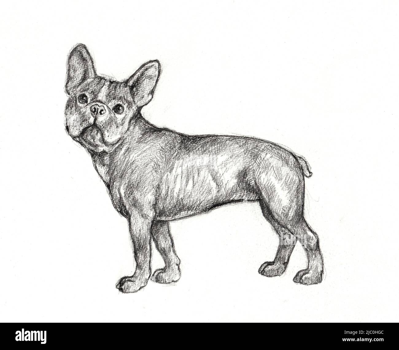 Joli dessin de chien de taureau français. Illustration crayon isolée faite à la main avec le chien. Banque D'Images