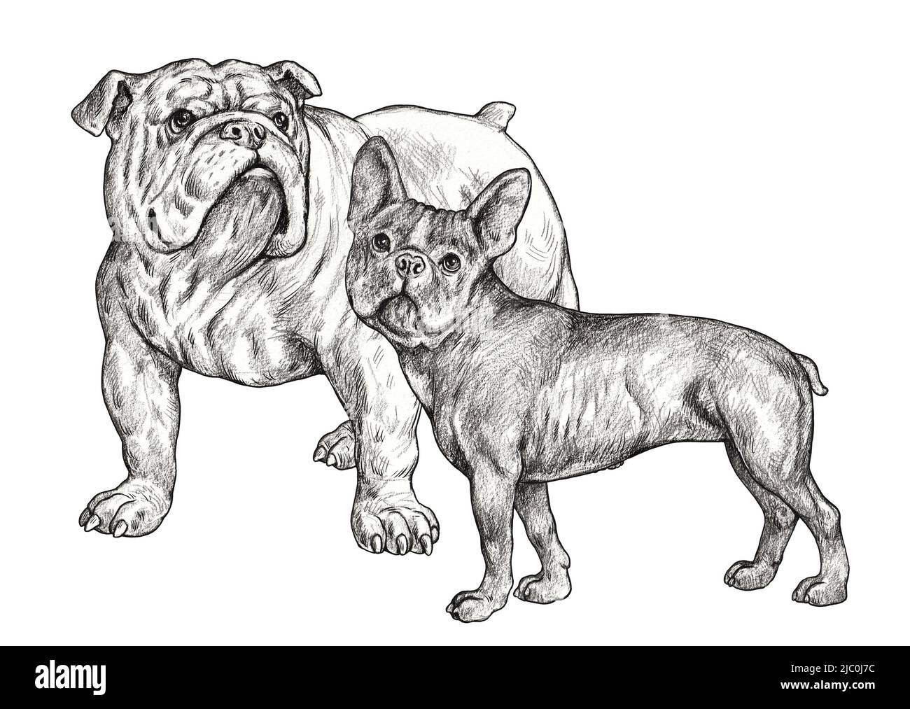 Dessin de buldogs français et anglais. Illustration à la main avec un crayon isolé avec des chiens. Banque D'Images