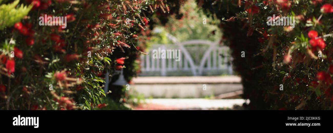 Belle arche de fleurs rouges dans le jardin Banque D'Images
