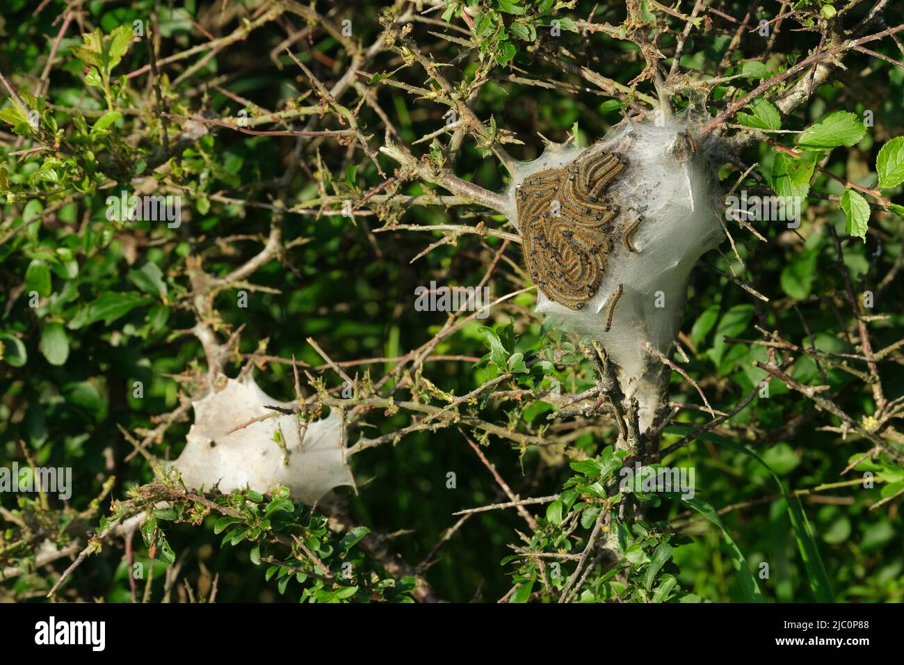 Petite Ermine Moth chenilles espèce Yponomeuta) sans poils, couleur crème/blanc avec marquages noirs variables. Banque D'Images