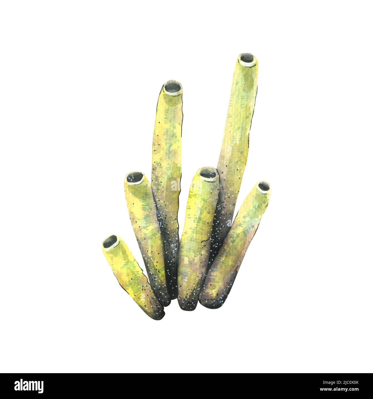 Illustration aquarelle d'une éponge de mer des récifs coralliens. Type tubulaire, jaune, isolé. Pour la conception et la décoration de cartes postales, affiches, bannières Banque D'Images