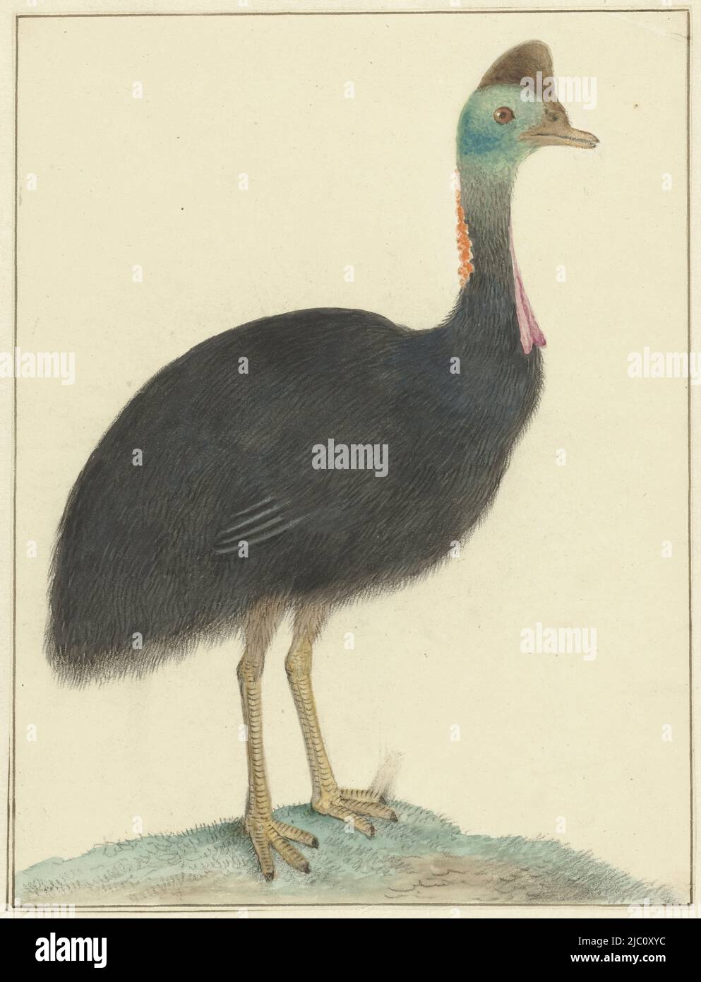 Cassowary, dessinateur: Isaac van Haastert, 1826, papier, pinceau, h 242 mm × l 184 mm Banque D'Images