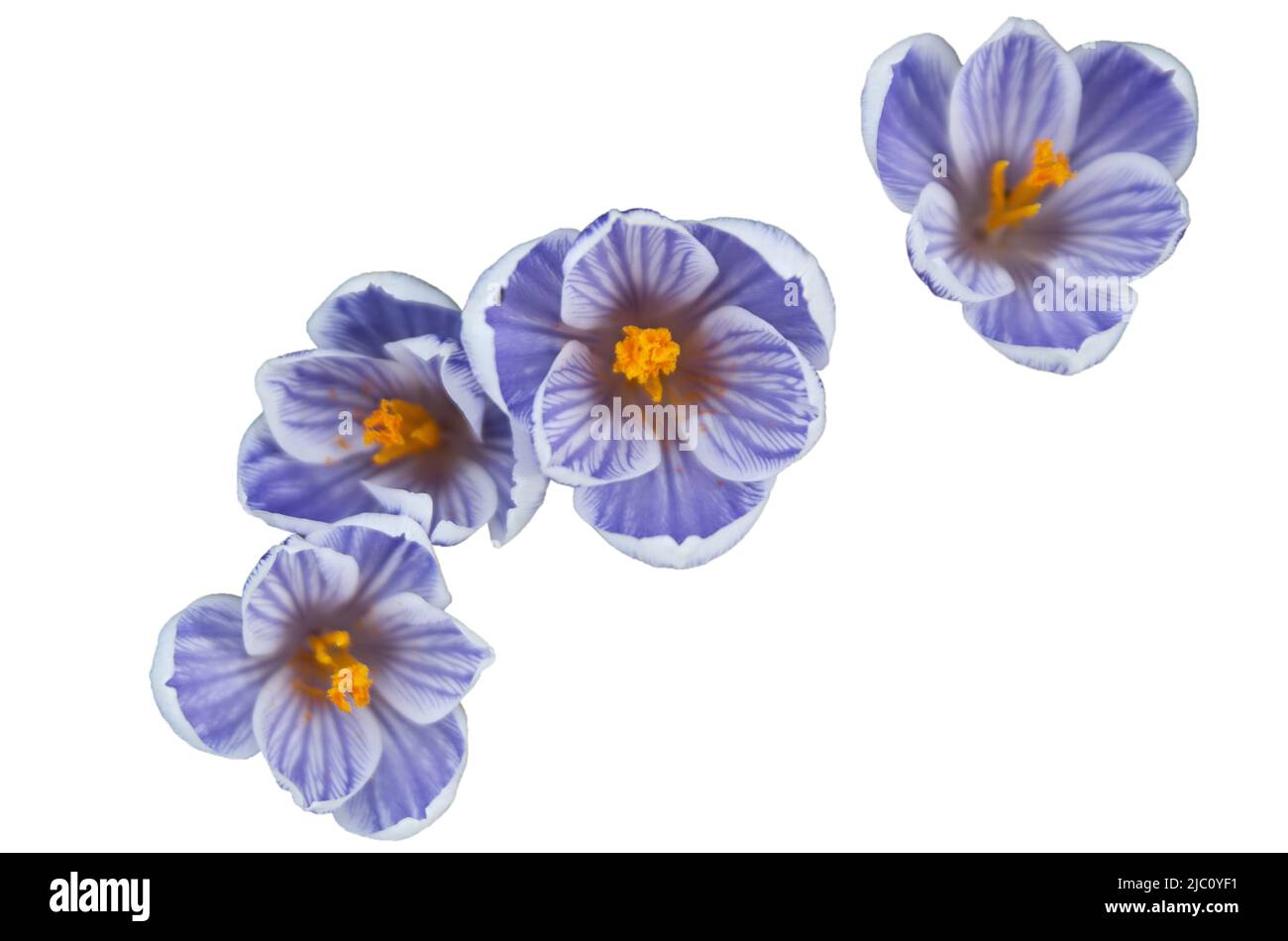 Petites fleurs bleues isolées sur fond blanc avec patch d'écrêtage. Banque D'Images