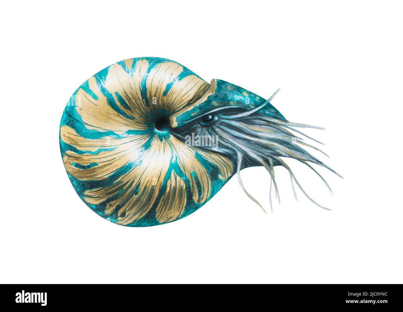 Illustration aquarelle du mollusque marin nautilus, coquille. De couleur beige-bleu. Céphalopodes. Coque en spirale. Isolé sur un fond blanc. Banque D'Images