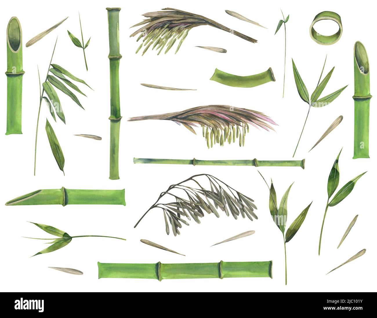 Illustration aquarelle d'un ensemble de pièces en bambou. Tiges, feuilles, fleurs, graines. Banque D'Images