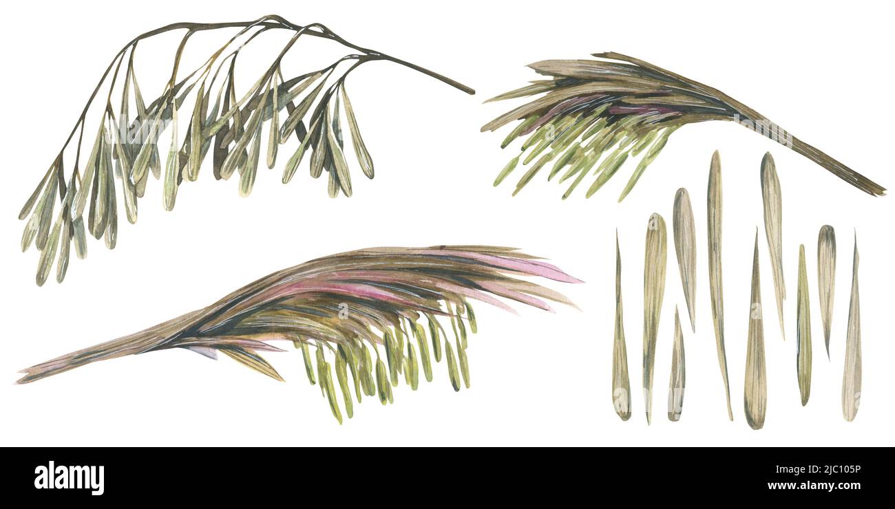 Illustration aquarelle d'un ensemble de pièces en bambou. Fleurs fleuries et fleurs sèches, brindilles et graines. Banque D'Images