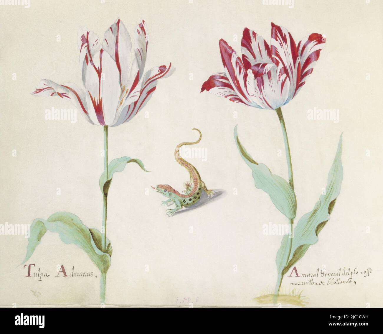 Le dessin fait partie d'un album, deux tulipes avec salamandre Tulpa Adrian / Amaral général delphes (...), dessinateur: Jacob Marrel, (mentionné sur l'objet), 1637, parchemin (matériel animal), brosse, h 265 mm × l 335 mm Banque D'Images