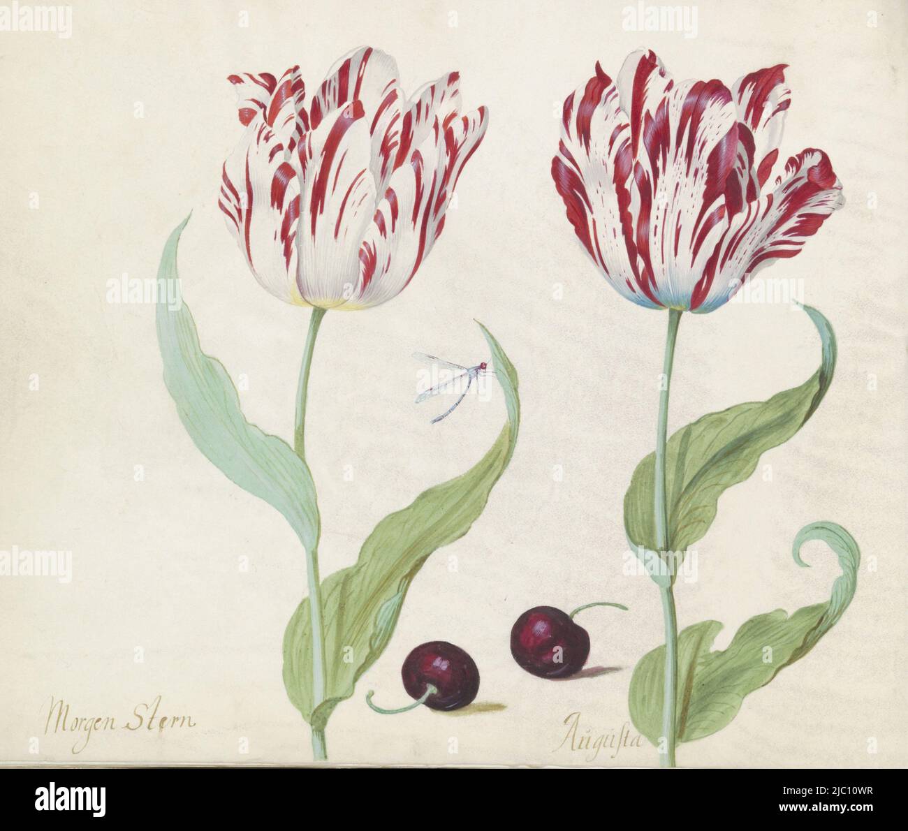 Le dessin fait partie d'un album, deux tulipes avec deux morilles et damselfly Morgen Stern / Augusta., dessinateur: Jacob Marrel, 1637, parchemin (matériel animal), pinceau, h 265 mm × l 335 mm Banque D'Images