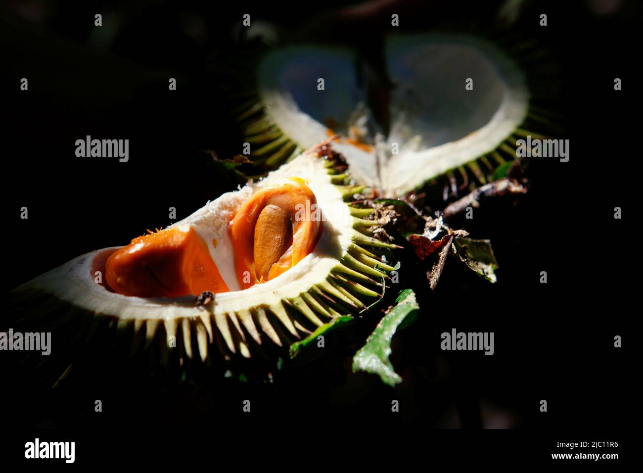 Des duriens rouges (espèces non identifiées) fraîchement récoltés dans la forêt sont vus à Sungai Utik, Batu Lintang, Embaloh Hulu, Kapuas Hulu, West Kalimantan, Indonésie. Banque D'Images