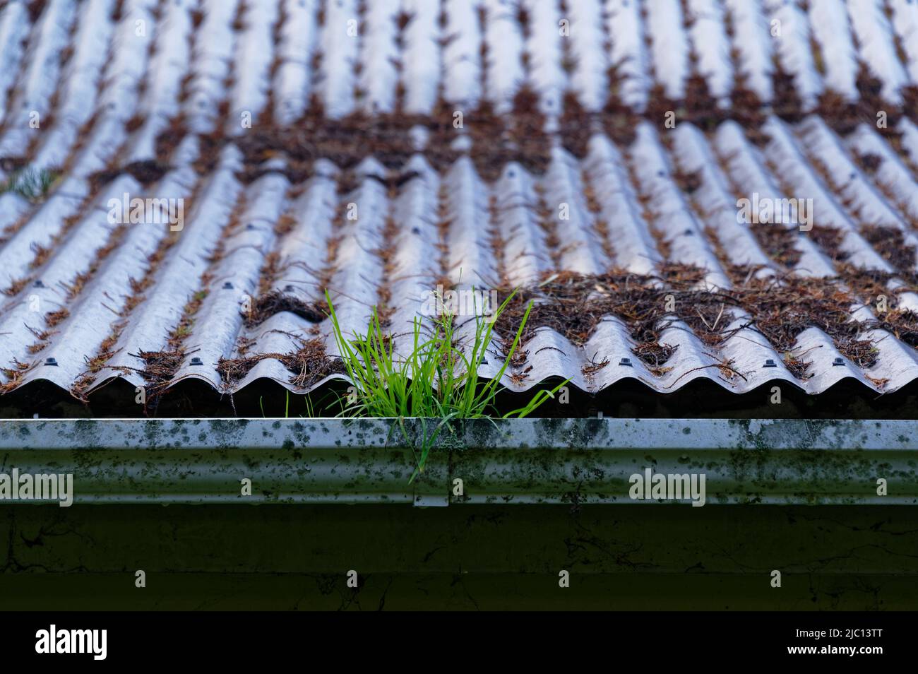 L'herbe pousse d'une gouttière, elle doit être éliminée pour l'hiver Banque D'Images