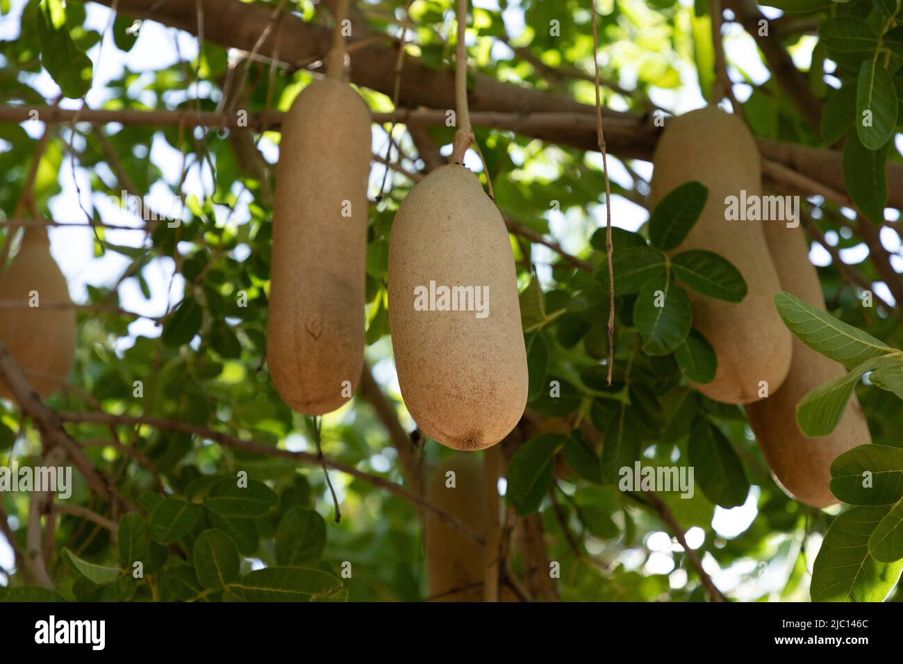 Attention sélective sur les gousses de graines de l'arbre de saucisse qui pendent entre les feuilles de l'arbre. L'arbre est également connu sous le nom de Kigelia africana et en Afrkaans Banque D'Images