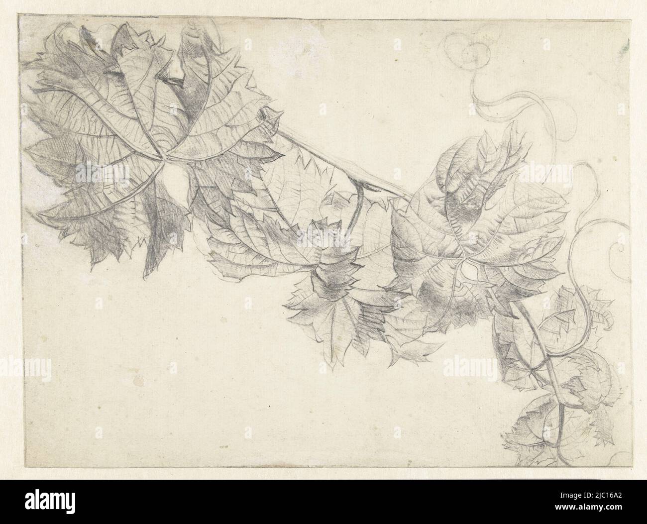Branche avec vigne, dessinateur: Paul Theodor van Brussel, 1764 - 1791, papier, h 306 mm × l 227 mm Banque D'Images