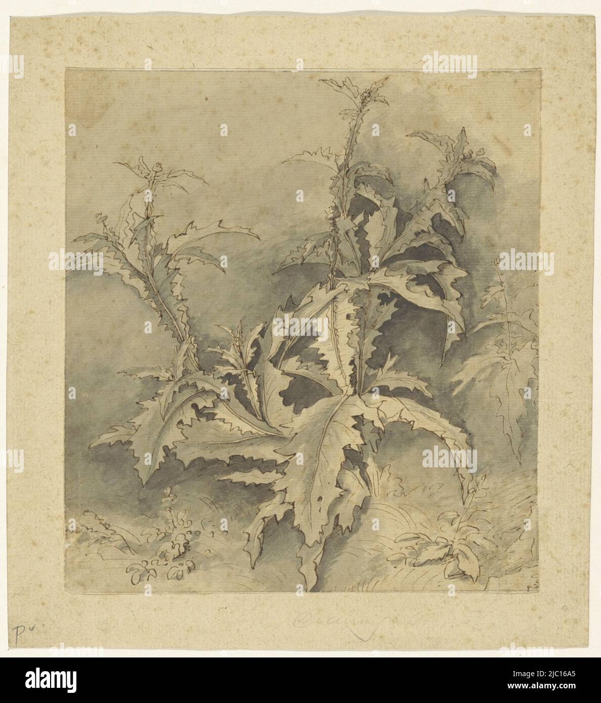 Etude d'une plante de chardon et d'une culture plus petite, rapporteur pour avis: G. Hamilton, (éventuellement), rapporteur pour avis: Anonyme, 1675 - 1700, papier, stylo, pinceau, h 183 mm × l 165 mm Banque D'Images