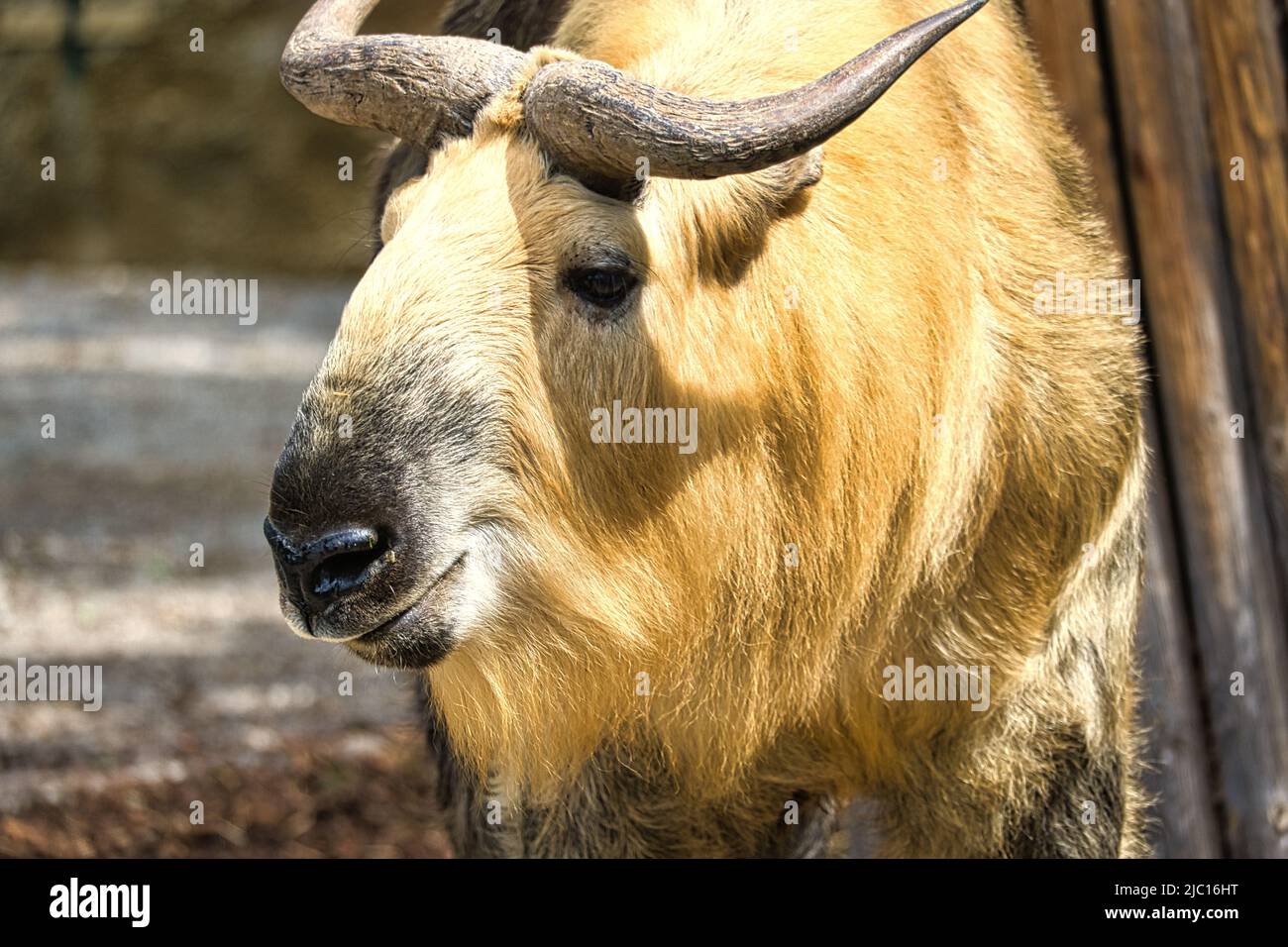 yak d'or (bos mutus) avec une belle fourrure et des cornes. Espèces de bovins de l'Himalaya. Photo d'animal de mammifère Banque D'Images