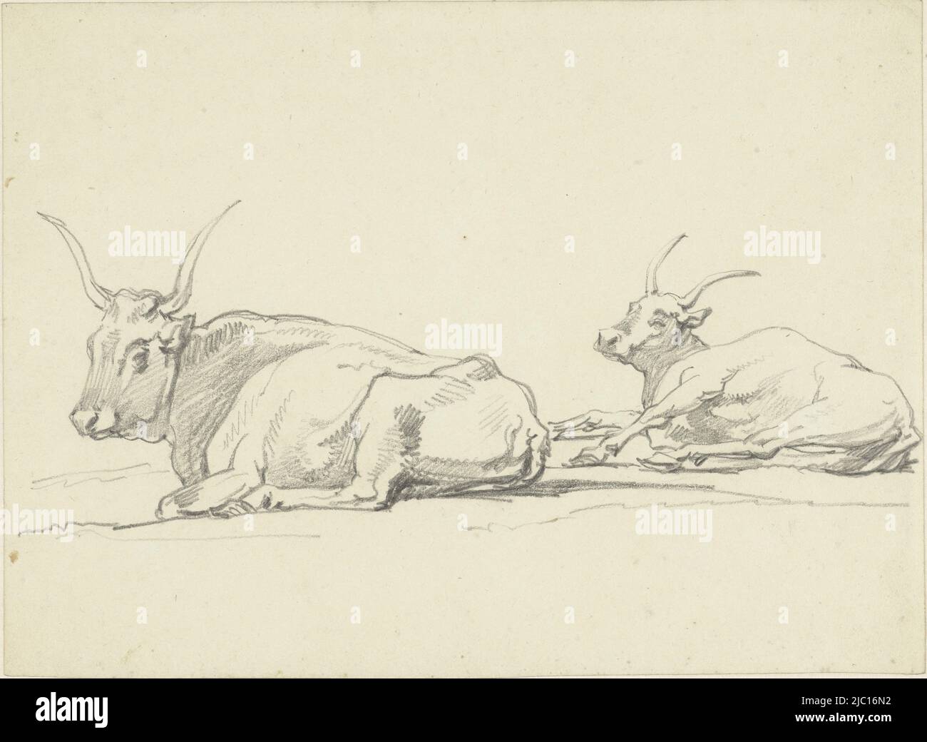 Deux vaches couchées avec cornes longues, dessinateur: Hendrik Voogd, 1788 - 1839, papier, h 200 mm × l 273 mm Banque D'Images