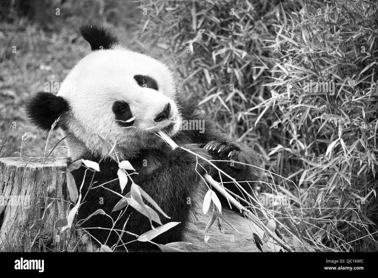 grand panda en noir et blanc, assis mangeant du bambou. Espèces en voie de disparition. Un mammifère noir et blanc qui ressemble à un ours en peluche. Photo profonde d'un bea rare Banque D'Images