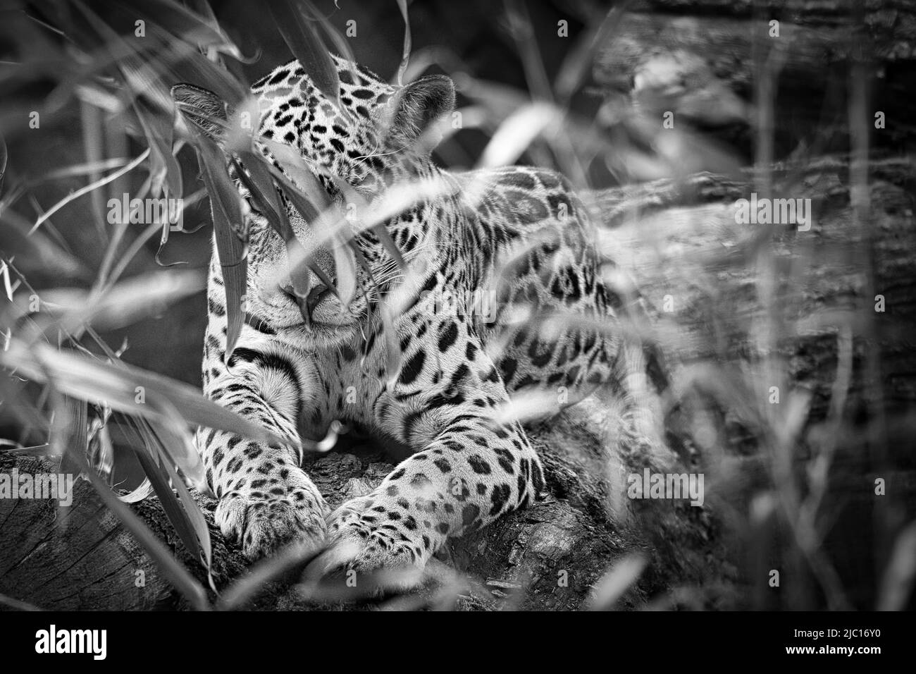 Jaguar en noir et blanc, couché derrière l'herbe. fourrure à pois, camouflage qui rôde. Le grand chat est un prédateur. Regardez le visualiseur. Photo d'animal d'une chasse Banque D'Images