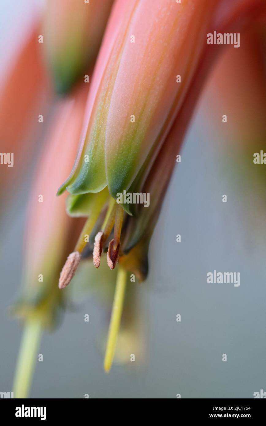 Fynbos aloès (Aloe sucotrina), fleur, plante ornementale, Espagne, Andalousie Banque D'Images