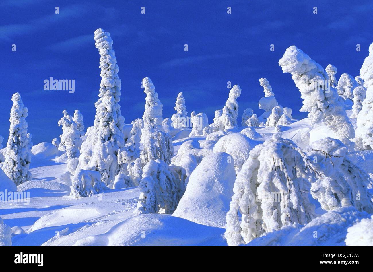 Conifères enneigés, Finlande, Pudasjaervi, ISO-Syooete Banque D'Images