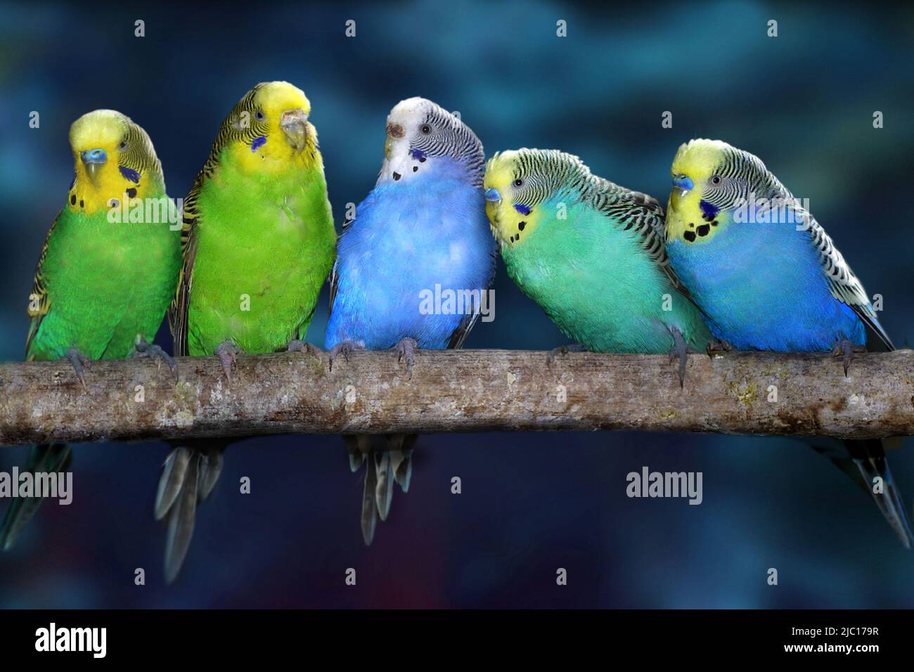 Perruche ondulée, perruche, perruche (Melopsittacus undulatus), assis sur une branche Banque D'Images