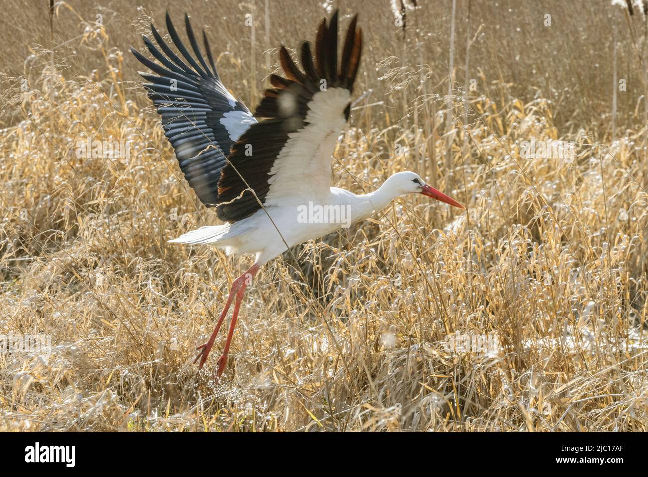 White Stork (Ciconia ciconia), vole une basse lande, Allemagne, Bavière, Erdinger Moos Banque D'Images