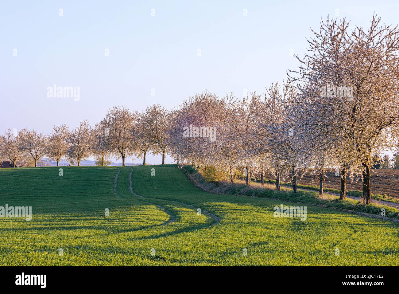 Cerisier, cerisier doux (Prunus avium), allée de cerisier en fleur en contre-jour, Allemagne, Bavière, Gruenbach Banque D'Images