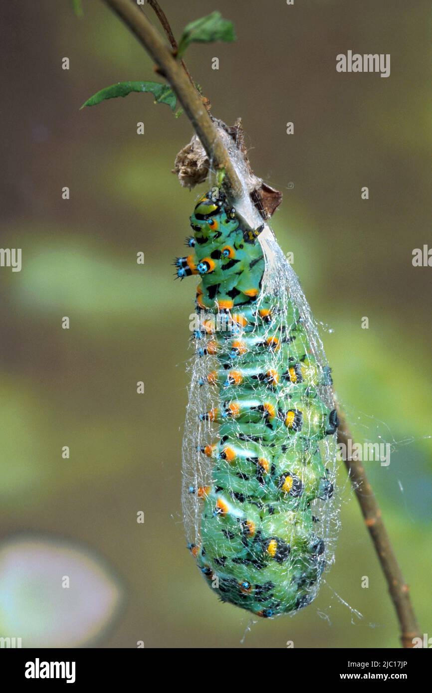 Calleta silkmoth (Eupackardia calleta), cocon de construction de chenille, mariation Banque D'Images