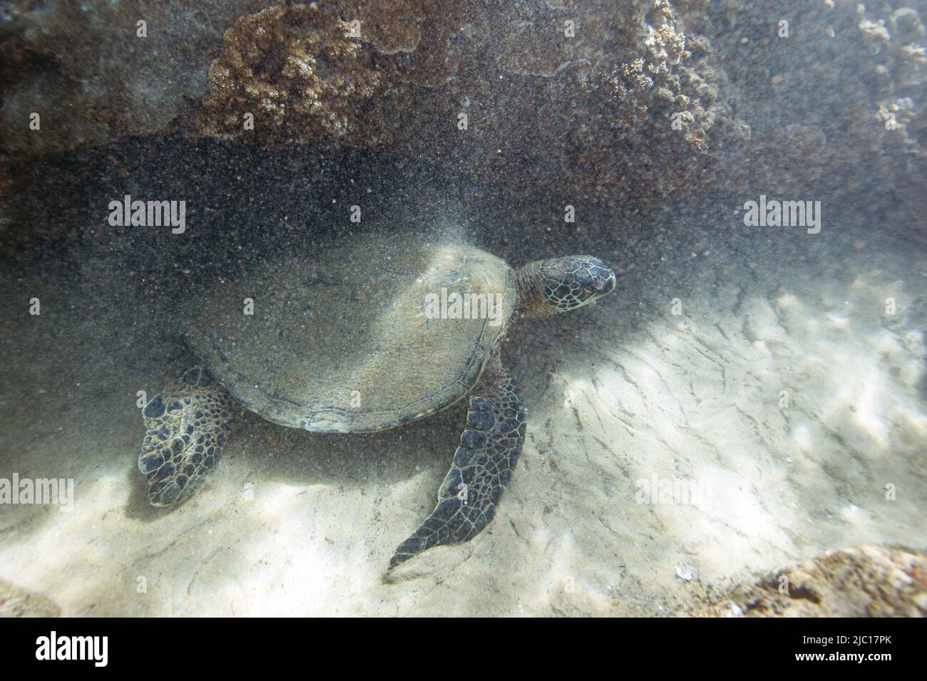Tortue verte, tortue rocheuse, tortue de viande (Chelonia mydas), reposant au fond d'un récif de corail, États-Unis, Hawaï, Maui Banque D'Images