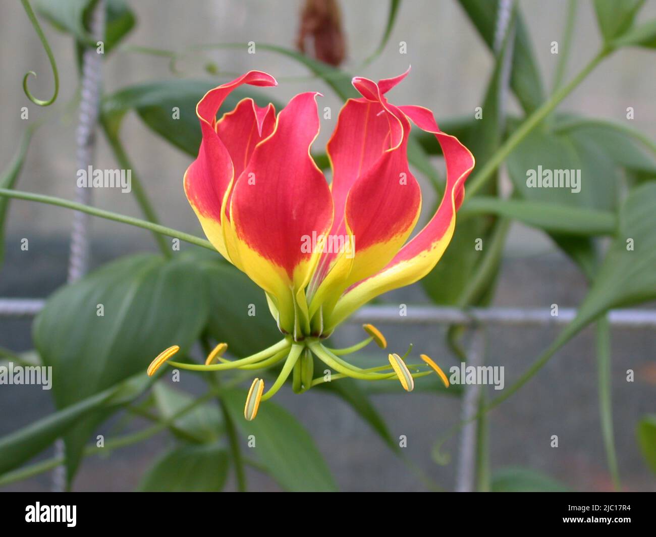 Lily Glory (Gloriosa superba 'Rothschildiana', Gloriosa superba Rothschildiana), fleur Banque D'Images