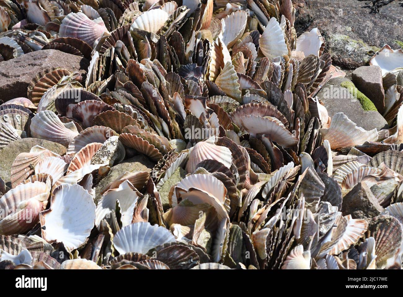 Grand pétoncle, pétoncle commun, coquille Saint-Jacques (Pecten maximus), nombreuses coquillages sur la plage, France, Bretagne, Erquy Banque D'Images