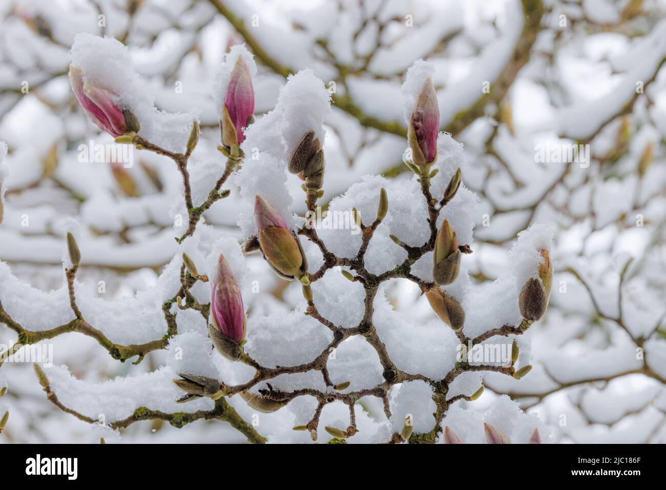 Soucoupe magnolia (Magnolia x soulangiana, Magnolia soulangiana, Magnolia x soulangeana, Magnolia soulangeana), fleurs enneigées en avril, tard Banque D'Images