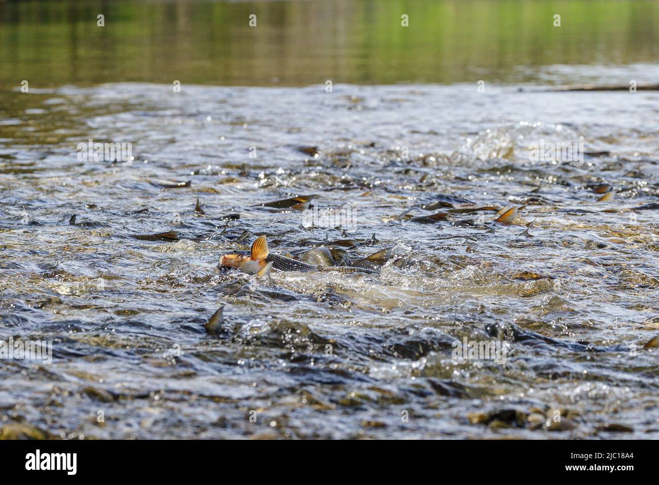 nase (Chondrostoma nasus), école de frai, Allemagne, Bavière, Mangfall Banque D'Images