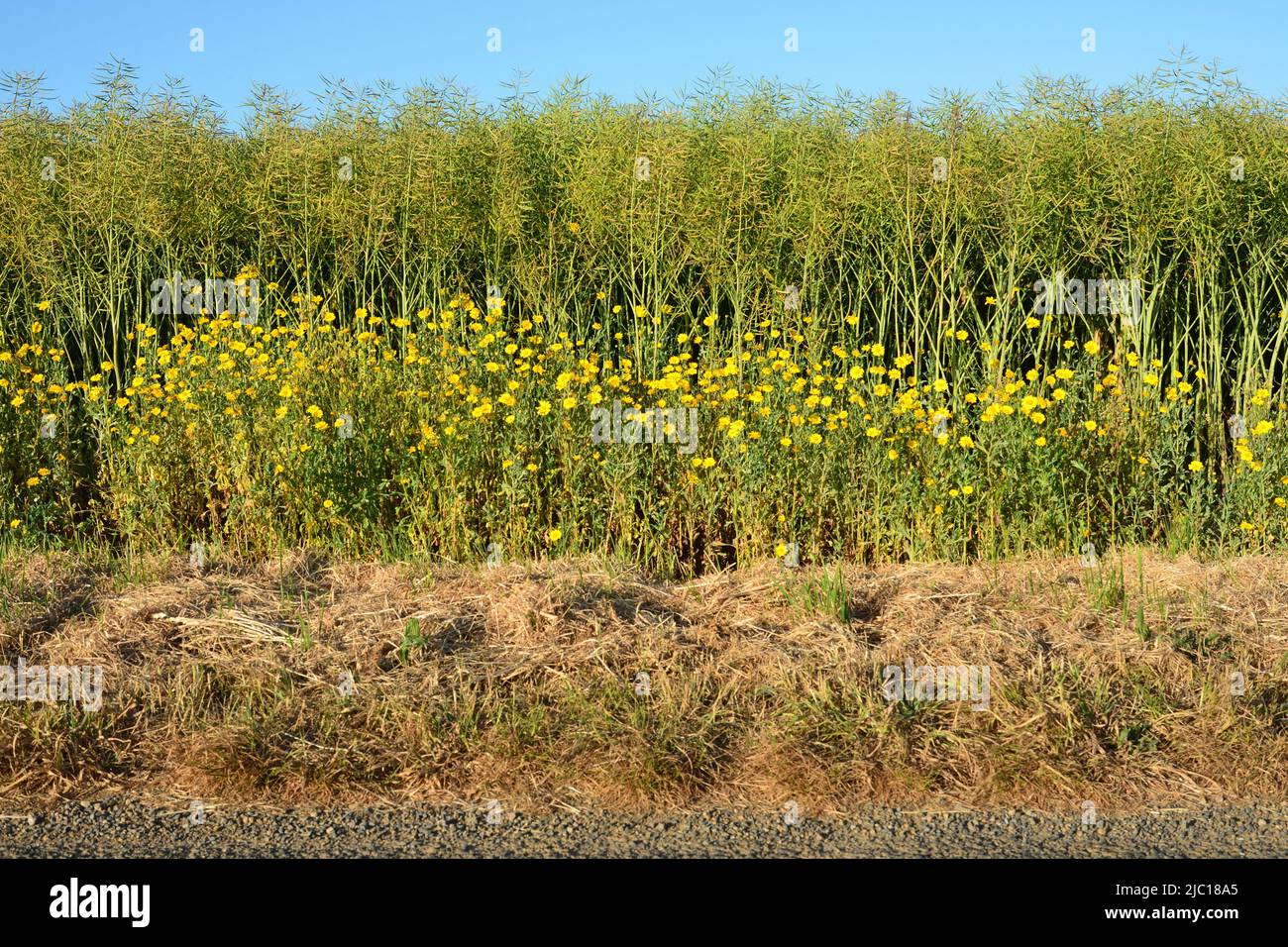 Chrysanthème de maïs, marigot de maïs (Chrysanthemum segetum, Glebionis segetum), floraison au bord d'un champ de colza, France, Bretagne, Erquy Banque D'Images