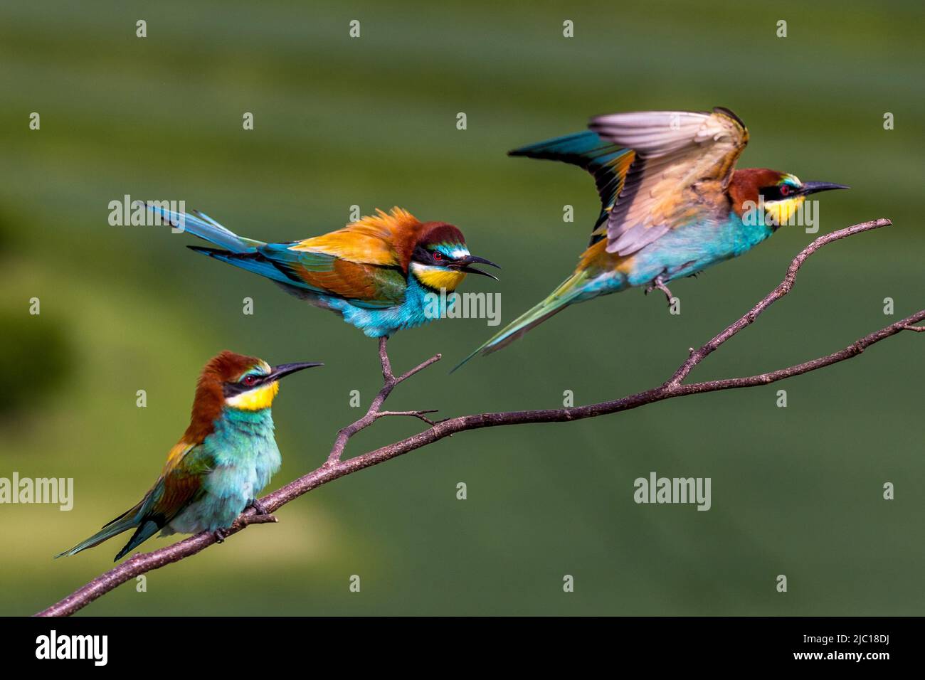 European Bee eater (Merops apiaster), trois abeilles eaters perchées sur une branche en compétition, Allemagne, Bade-Wurtemberg Banque D'Images